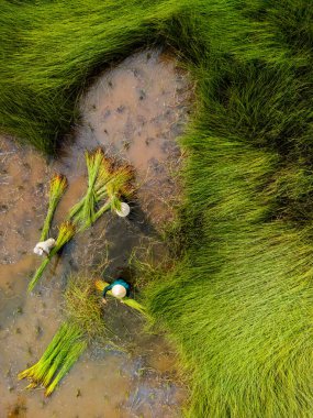 Çiftçilerin Lepironia Articulata 'yı hasat edişinin görüntüsü, Vietnamca adı Co Bang. Mekong Deltası 'ndaki insanlar tarafından el işi ürünleri yapmak için toplandı..