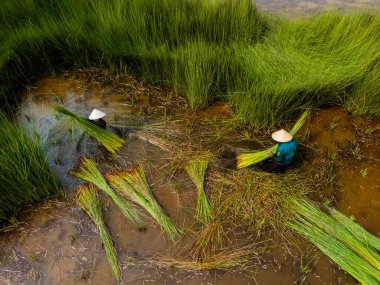 view of farmers harvest Lepironia articulata, Vietnamese name is Co bang. It is harvested by people in the Mekong Delta to make handicraft products. clipart