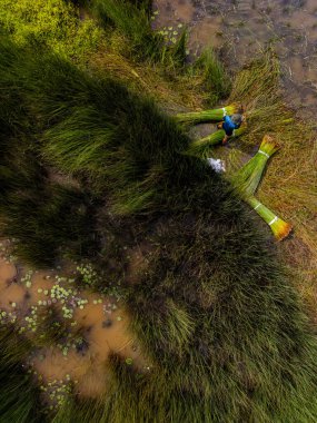 Çiftçilerin Lepironia Articulata 'yı hasat edişinin görüntüsü, Vietnamca adı Co Bang. Mekong Deltası 'ndaki insanlar tarafından el işi ürünleri yapmak için toplandı..