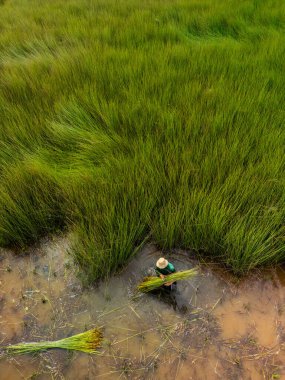 Çiftçilerin Lepironia Articulata 'yı hasat edişinin görüntüsü, Vietnamca adı Co Bang. Mekong Deltası 'ndaki insanlar tarafından el işi ürünleri yapmak için toplandı..