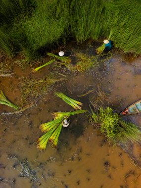 Çiftçilerin Lepironia Articulata 'yı hasat edişinin görüntüsü, Vietnamca adı Co Bang. Mekong Deltası 'ndaki insanlar tarafından el işi ürünleri yapmak için toplandı..