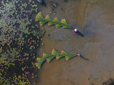 view of farmers harvest Lepironia articulata, Vietnamese name is Co bang. It is harvested by people in the Mekong Delta to make handicraft products. clipart