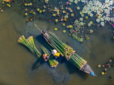 Çiftçilerin Lepironia Articulata 'yı hasat edişinin görüntüsü, Vietnamca adı Co Bang. Mekong Deltası 'ndaki insanlar tarafından el işi ürünleri yapmak için toplandı..