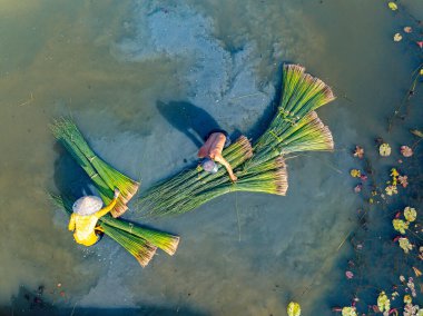 Çiftçilerin Lepironia Articulata 'yı hasat edişinin görüntüsü, Vietnamca adı Co Bang. Mekong Deltası 'ndaki insanlar tarafından el işi ürünleri yapmak için toplandı..