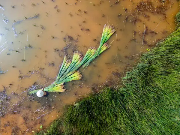 Çiftçilerin Lepironia Articulata 'yı hasat edişinin görüntüsü, Vietnamca adı Co Bang. Mekong Deltası 'ndaki insanlar tarafından el işi ürünleri yapmak için toplandı..