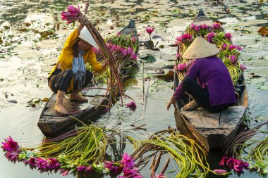 Long An vilayeti, Vietnam - 14 Nisan 2024: Moc Hoa bölgesindeki kırsal kadınların manzarası, Long An vilayeti, Mekong Delta su zambağı hasat ediyor. Nilüfer burada geleneksel bir yemektir.