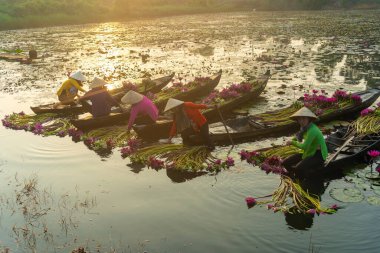 Long An vilayeti, Vietnam - 14 Nisan 2024: Moc Hoa bölgesindeki kırsal kadınların manzarası, Long An vilayeti, Mekong Delta su zambağı hasat ediyor. Nilüfer burada geleneksel bir yemektir.