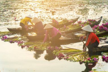 Long An vilayeti, Vietnam - 14 Nisan 2024: Moc Hoa bölgesindeki kırsal kadınların manzarası, Long An vilayeti, Mekong Delta su zambağı hasat ediyor. Nilüfer burada geleneksel bir yemektir.