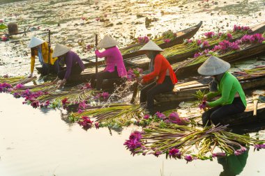 Long An vilayeti, Vietnam - 14 Nisan 2024: Moc Hoa bölgesindeki kırsal kadınların manzarası, Long An vilayeti, Mekong Delta su zambağı hasat ediyor. Nilüfer burada geleneksel bir yemektir.