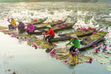 Long An vilayeti, Vietnam - 14 Nisan 2024: Moc Hoa bölgesindeki kırsal kadınların manzarası, Long An vilayeti, Mekong Delta su zambağı hasat ediyor. Nilüfer burada geleneksel bir yemektir.
