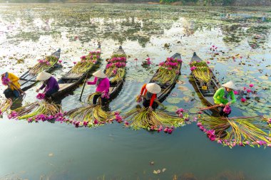 Long An vilayeti, Vietnam - 14 Nisan 2024: Moc Hoa bölgesindeki kırsal kadınların manzarası, Long An vilayeti, Mekong Delta su zambağı hasat ediyor. Nilüfer burada geleneksel bir yemektir.