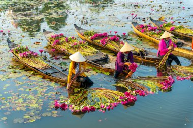 Long An vilayeti, Vietnam - 14 Nisan 2024: Moc Hoa bölgesindeki kırsal kadınların manzarası, Long An vilayeti, Mekong Delta su zambağı hasat ediyor. Nilüfer burada geleneksel bir yemektir.