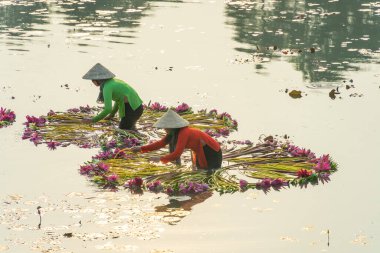 Long An vilayeti, Vietnam - 14 Nisan 2024: Moc Hoa bölgesindeki kırsal kadınların manzarası, Long An vilayeti, Mekong Delta su zambağı hasat ediyor. Nilüfer burada geleneksel bir yemektir.