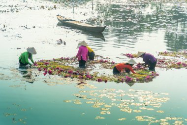 Long An vilayeti, Vietnam - 14 Nisan 2024: Moc Hoa bölgesindeki kırsal kadınların manzarası, Long An vilayeti, Mekong Delta su zambağı hasat ediyor. Nilüfer burada geleneksel bir yemektir.