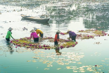 Long An vilayeti, Vietnam - 14 Nisan 2024: Moc Hoa bölgesindeki kırsal kadınların manzarası, Long An vilayeti, Mekong Delta su zambağı hasat ediyor. Nilüfer burada geleneksel bir yemektir.