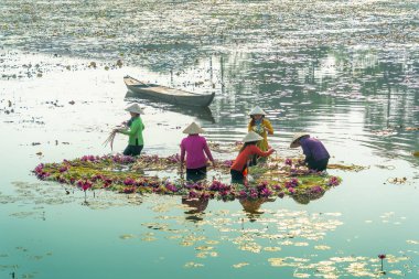 Long An vilayeti, Vietnam - 14 Nisan 2024: Moc Hoa bölgesindeki kırsal kadınların manzarası, Long An vilayeti, Mekong Delta su zambağı hasat ediyor. Nilüfer burada geleneksel bir yemektir.