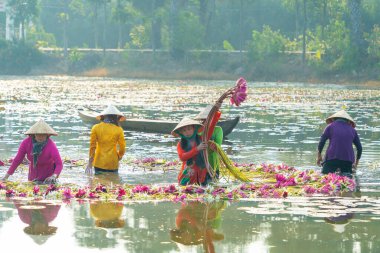 Long An vilayeti, Vietnam - 14 Nisan 2024: Moc Hoa bölgesindeki kırsal kadınların manzarası, Long An vilayeti, Mekong Delta su zambağı hasat ediyor. Nilüfer burada geleneksel bir yemektir.