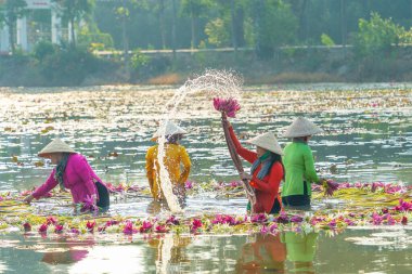 Long An vilayeti, Vietnam - 14 Nisan 2024: Moc Hoa bölgesindeki kırsal kadınların manzarası, Long An vilayeti, Mekong Delta su zambağı hasat ediyor. Nilüfer burada geleneksel bir yemektir.