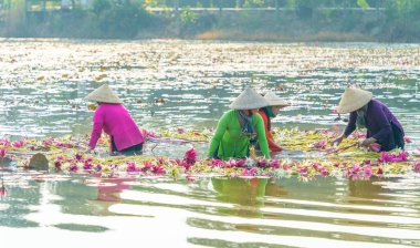 Long An vilayeti, Vietnam - 14 Nisan 2024: Moc Hoa bölgesindeki kırsal kadınların manzarası, Long An vilayeti, Mekong Delta su zambağı hasat ediyor. Nilüfer burada geleneksel bir yemektir.