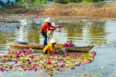 Long An vilayeti, Vietnam - 14 Nisan 2024: Moc Hoa bölgesindeki kırsal kadınların manzarası, Long An vilayeti, Mekong Delta su zambağı hasat ediyor. Nilüfer burada geleneksel bir yemektir.