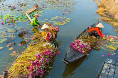 Long An vilayeti, Vietnam - 14 Nisan 2024: Moc Hoa bölgesindeki kırsal kadınların manzarası, Long An vilayeti, Mekong Delta su zambağı hasat ediyor. Nilüfer burada geleneksel bir yemektir.