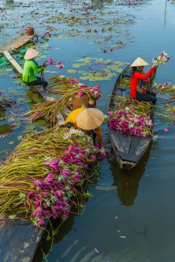 Long An vilayeti, Vietnam - 14 Nisan 2024: Moc Hoa bölgesindeki kırsal kadınların manzarası, Long An vilayeti, Mekong Delta su zambağı hasat ediyor. Nilüfer burada geleneksel bir yemektir.