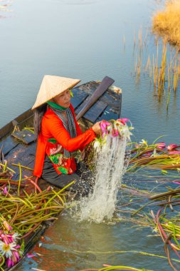 Long An vilayeti, Vietnam - 14 Nisan 2024: Moc Hoa bölgesindeki kırsal kadınların manzarası, Long An vilayeti, Mekong Delta su zambağı hasat ediyor. Nilüfer burada geleneksel bir yemektir.
