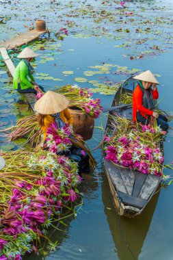 Long An vilayeti, Vietnam - 14 Nisan 2024: Moc Hoa bölgesindeki kırsal kadınların manzarası, Long An vilayeti, Mekong Delta su zambağı hasat ediyor. Nilüfer burada geleneksel bir yemektir.