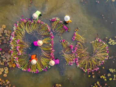 Moc Hoa, Long An, Mekong Delta 'daki kırsal kesim kadınları su zambağı topluyor. Nilüfer burada geleneksel bir yemektir. Seyahat ve manzara konsepti