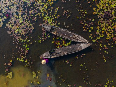Moc Hoa, Long An, Mekong Delta 'daki kırsal kesim kadınları su zambağı topluyor. Nilüfer burada geleneksel bir yemektir. Seyahat ve manzara konsepti