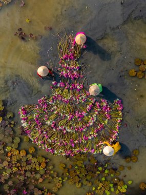 Moc Hoa, Long An, Mekong Delta 'daki kırsal kesim kadınları su zambağı topluyor. Nilüfer burada geleneksel bir yemektir. Seyahat ve manzara konsepti