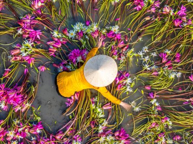 Aerial view of rural women in Moc Hoa district, Long An province, Mekong Delta are harvesting water lilies. Water lily is a traditional dish here. Travel and landscape concept clipart