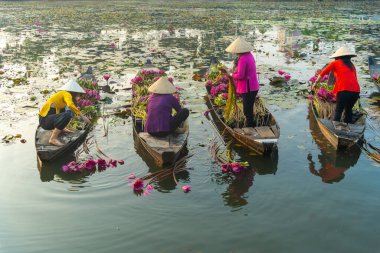 Moc Hoa bölgesindeki kırsal kadınlar, Long An, Mekong Delta su zambağı topluyor. Nilüfer burada geleneksel bir yemektir. Seyahat ve manzara konsepti
