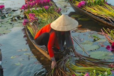 Moc Hoa bölgesindeki kırsal kadınlar, Long An, Mekong Delta su zambağı topluyor. Nilüfer burada geleneksel bir yemektir. Seyahat ve manzara konsepti