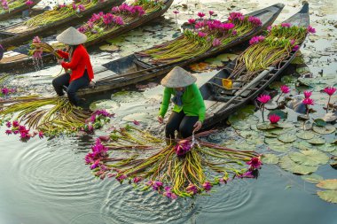 Moc Hoa bölgesindeki kırsal kadınlar, Long An, Mekong Delta su zambağı topluyor. Nilüfer burada geleneksel bir yemektir. Seyahat ve manzara konsepti