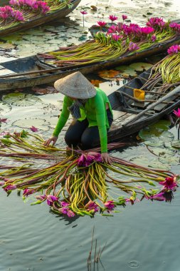 Moc Hoa bölgesindeki kırsal kadınlar, Long An, Mekong Delta su zambağı topluyor. Nilüfer burada geleneksel bir yemektir. Seyahat ve manzara konsepti