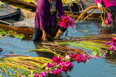 Moc Hoa bölgesindeki kırsal kadınlar, Long An, Mekong Delta su zambağı topluyor. Nilüfer burada geleneksel bir yemektir. Seyahat ve manzara konsepti