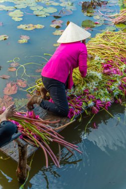 Moc Hoa bölgesindeki kırsal kadınlar, Long An, Mekong Delta su zambağı topluyor. Nilüfer burada geleneksel bir yemektir. Seyahat ve manzara konsepti