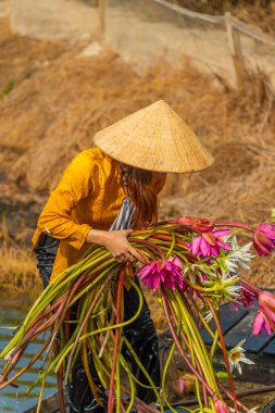 Moc Hoa bölgesindeki kırsal kadınlar, Long An, Mekong Delta su zambağı topluyor. Nilüfer burada geleneksel bir yemektir. Seyahat ve manzara konsepti