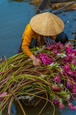 Moc Hoa bölgesindeki kırsal kadınlar, Long An, Mekong Delta su zambağı topluyor. Nilüfer burada geleneksel bir yemektir. Seyahat ve manzara konsepti