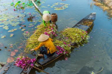 Moc Hoa bölgesindeki kırsal kadınlar, Long An, Mekong Delta su zambağı topluyor. Nilüfer burada geleneksel bir yemektir. Seyahat ve manzara konsepti