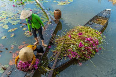Moc Hoa bölgesindeki kırsal kadınlar, Long An, Mekong Delta su zambağı topluyor. Nilüfer burada geleneksel bir yemektir. Seyahat ve manzara konsepti