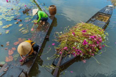 Moc Hoa bölgesindeki kırsal kadınlar, Long An, Mekong Delta su zambağı topluyor. Nilüfer burada geleneksel bir yemektir. Seyahat ve manzara konsepti