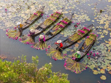 Moc Hoa, Long An, Mekong Delta 'daki kırsal kesim kadınları su zambağı topluyor. Nilüfer burada geleneksel bir yemektir. Seyahat ve manzara konsepti