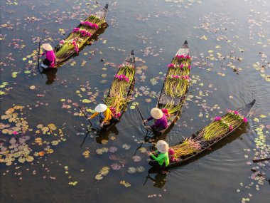 Moc Hoa, Long An, Mekong Delta 'daki kırsal kesim kadınları su zambağı topluyor. Nilüfer burada geleneksel bir yemektir. Seyahat ve manzara konsepti