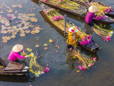 Moc Hoa, Long An, Mekong Delta 'daki kırsal kesim kadınları su zambağı topluyor. Nilüfer burada geleneksel bir yemektir. Seyahat ve manzara konsepti