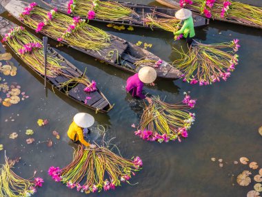 Moc Hoa, Long An, Mekong Delta 'daki kırsal kesim kadınları su zambağı topluyor. Nilüfer burada geleneksel bir yemektir. Seyahat ve manzara konsepti