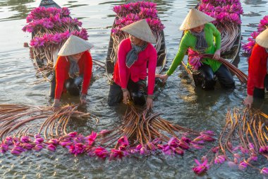 Long An vilayeti, Vietnam - 22 Ağustos 2024: Moc Hoa bölgesindeki kırsal kadınların manzarası, Long An vilayeti, Mekong Delta su zambağı hasat ediyor. Nilüfer burada geleneksel bir yemektir.