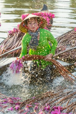 Long An vilayeti, Vietnam - 22 Ağustos 2024: Moc Hoa bölgesindeki kırsal kadınların manzarası, Long An vilayeti, Mekong Delta su zambağı hasat ediyor. Nilüfer burada geleneksel bir yemektir.