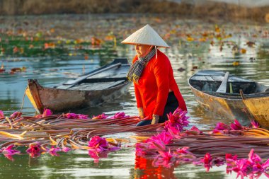Long An vilayeti, Vietnam - 22 Ağustos 2024: Moc Hoa bölgesindeki kırsal kadınların manzarası, Long An vilayeti, Mekong Delta su zambağı hasat ediyor. Nilüfer burada geleneksel bir yemektir.